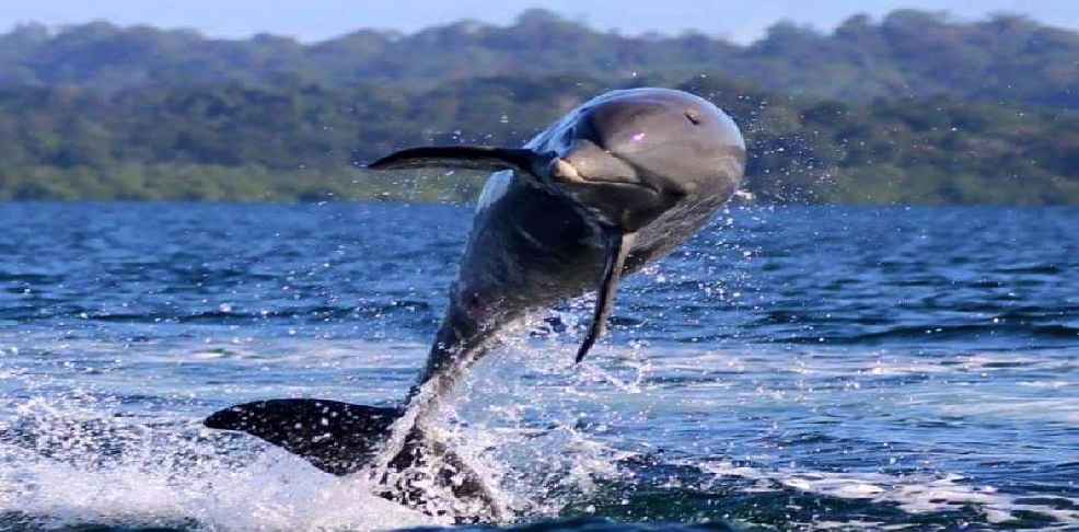 dolphins-bay-foto-de-steve-jacoby