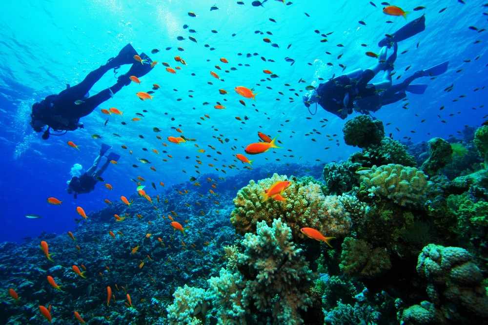 Popular Dive Sites in Bocas Del Toro Panama | Scuba Diving in Panama