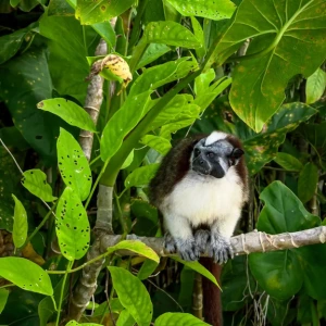 Monkey Island